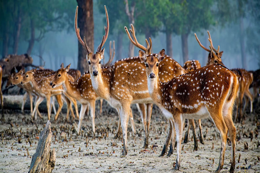 সুন্দরবন