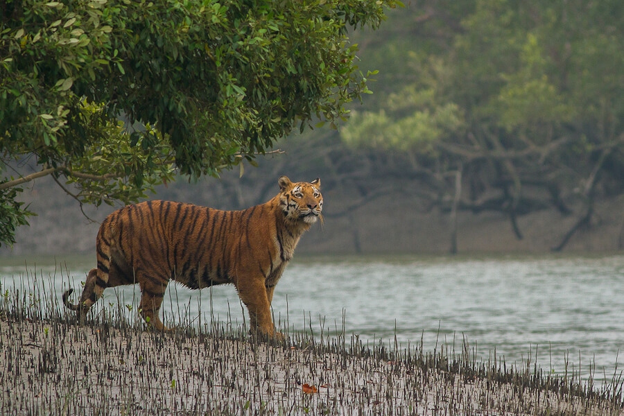 সুন্দরবন